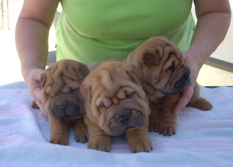 Puppies